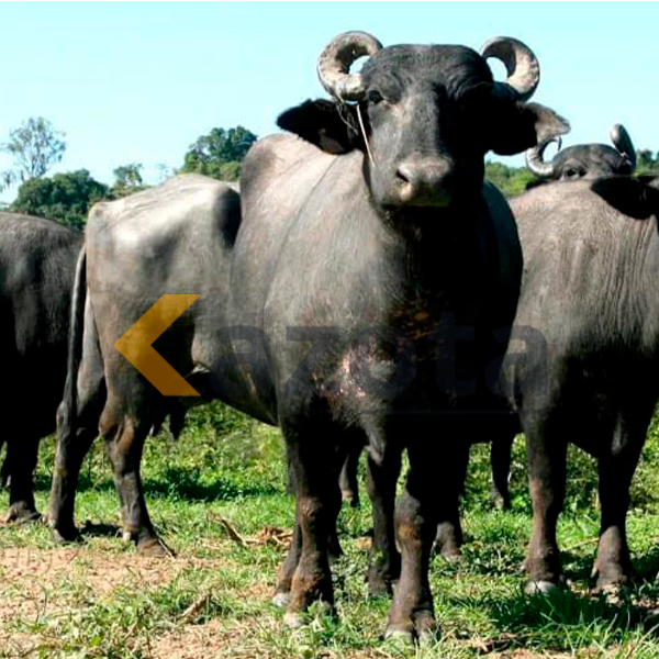 Fazenda Agropecuária com 8.300 Hectares – Gambos, Huíla