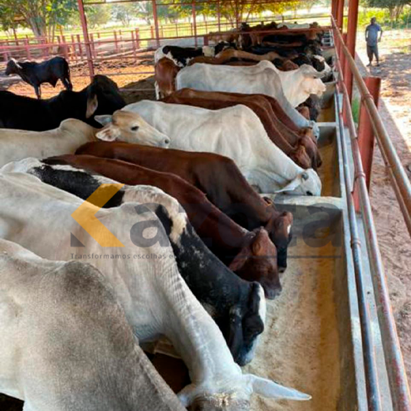 Fazenda Agropecuária com 8.300 Hectares – Gambos, Huíla